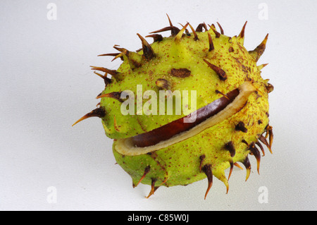 Teil-offenen Conker Fall auf weißem Hintergrund Stockfoto