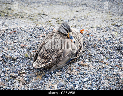 Eine weibliche Mallard Duck sitzen getarnt auf einem Kiesstrand an der Seite Lake Taho Nordinsel Neuseeland NZ Stockfoto