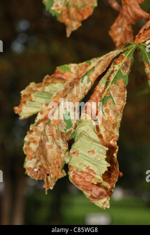 Nahaufnahme der Blätter an einem gemeinsamen Rosskastanie Baum beschädigt durch die Miniermotte Motte, Cameraria ohridella Stockfoto