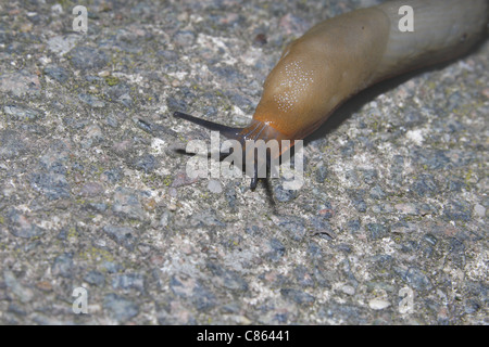 Gemeinsame schwarze Schnecke (weiße Form) auf Gartenweg Arion ater Stockfoto