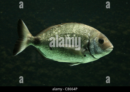 Salema Porgy Fisch (Sarpa Salpa) im Basler Zoo, Schweiz. Stockfoto