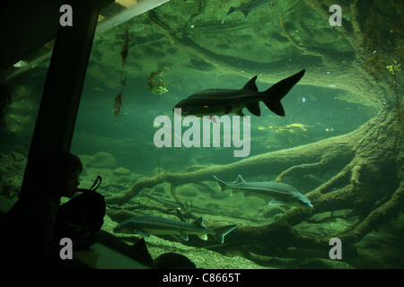 Atlantischen Stör (Acipenser Sturio) und Sterlets (Acipenser Ruthenus) im Basler Zoo, Schweiz. Stockfoto