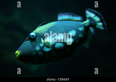 Clown Drückerfisch (Balistoides Conspicillum), auch bekannt als der Bigspotted-Drückerfisch im Basler Zoo, Schweiz. Stockfoto