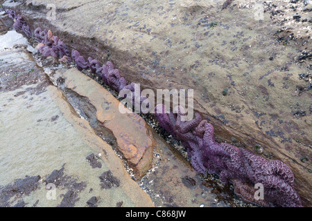 Ocker Seestern Pisaster Ochraceus, versammelt sich in geschützten Felsspalte Stockfoto