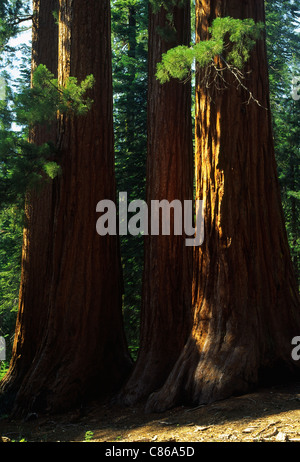 Mammutbäume in der Mariposa Grove, Yosemite-Nationalpark Stockfoto