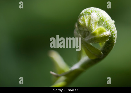 Farnwedel von einem Schwert Farn hautnah Stockfoto