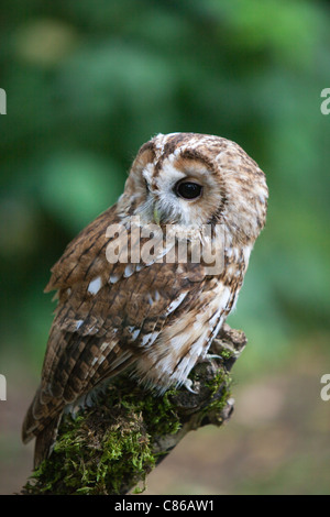 Waldkauz thront auf einem bemoosten Ast Stockfoto