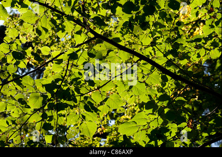 Buche-Blätter, Surrey, UK Stockfoto