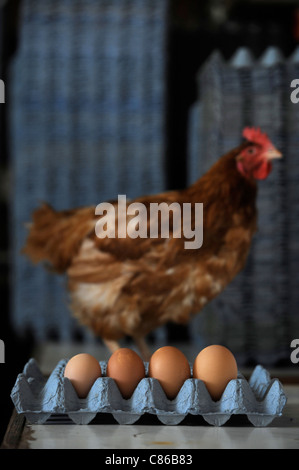 Ein Huhn mit Eiern, angeordnet in der Reihenfolge ihrer Größe auf einer Freilandhaltung Farm UK Stockfoto