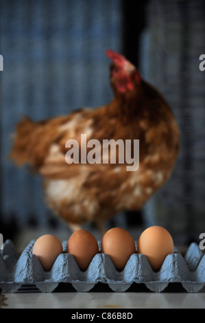 Ein Huhn mit Eiern, angeordnet in der Reihenfolge ihrer Größe auf einer Freilandhaltung Farm UK Stockfoto