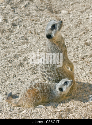 Schlanke Tailed Erdmännchen (Suricata Suricatta) Erwachsene und Jugendliche Stockfoto