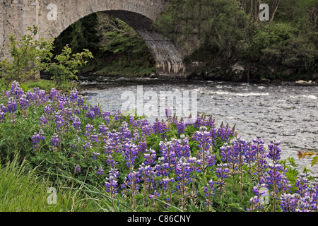 Wilde Lupinen (Lupinus Perennis) Stockfoto