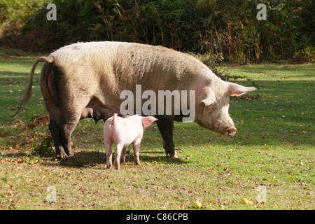 Schweine, die in Weideland im New Forest National Park, Zucht Sau mit Ferkel säugen, kostenlos während zwei Monaten im Herbst Weideland reicht. Stockfoto