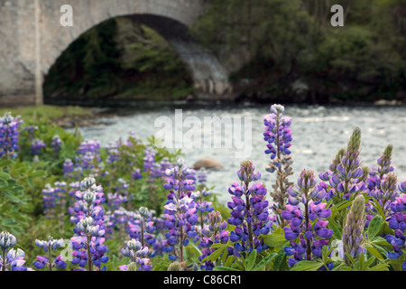 Wilde Lupinen (Lupinus Perennis) Stockfoto