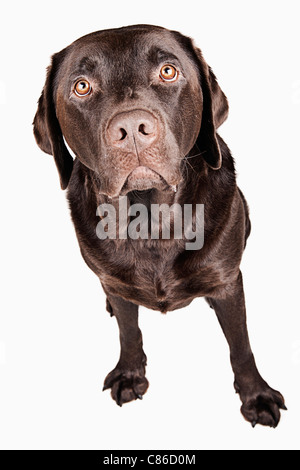 Isolierte Schuss von Erwachsenen Chocolate Labrador Stockfoto