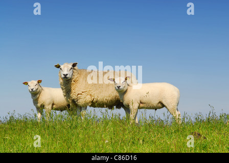 Mutter Schaf mit zwei Lämmern auf dem grünen Rasen mit blauem Himmelshintergrund auf niederländischen Insel Texel Stockfoto