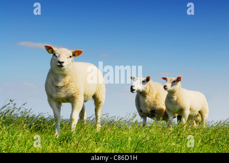 Drei kleine Lämmer auf Insel Texel, berühmt für seine Wolle in Holland Stockfoto
