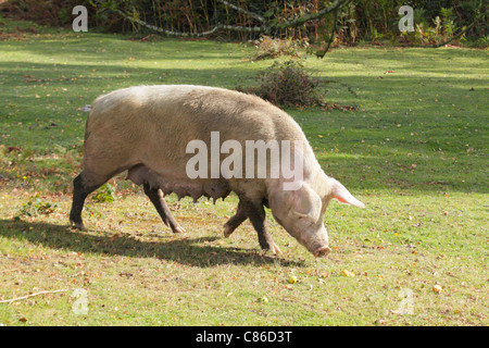 Das Züchten von Sau roaming frei und Nahrungssuche für Eicheln und Fallobst während zwei Monaten Herbstsaison Weideland im New Forest. Stockfoto