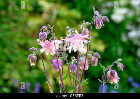 Akelei blüht in einem Garten (Aquilegia Caerulea). Stockfoto