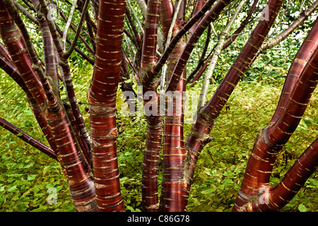 Dekorative Rinde Stockfoto