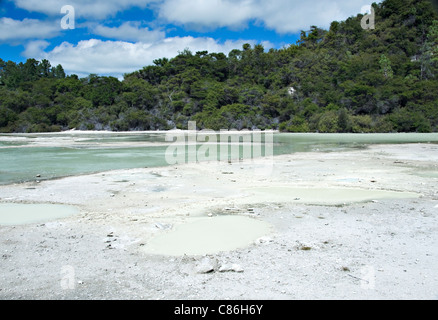 Flache Pfanne im Wai-O-Tapu Thermal Wonderland mit Wald in der Nähe von Rotorua North Island Neuseeland NZ Stockfoto