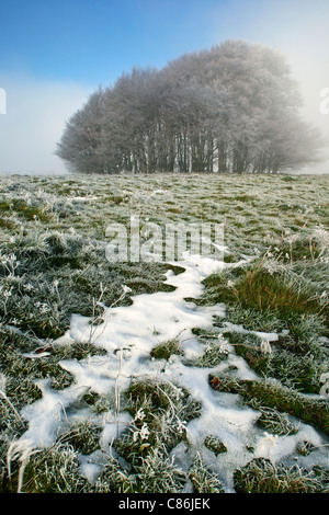 Die Klumpen aus Buche auf Win Green Hill in Wiltshire in Raureif bedeckt und umgeben von Nebel Stockfoto
