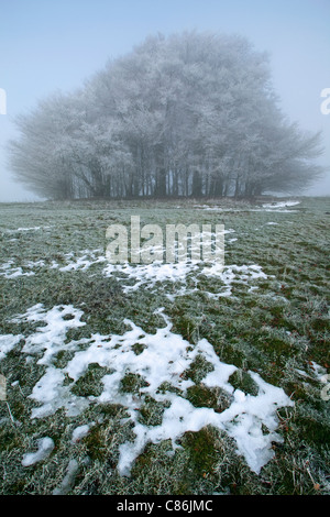 Die Klumpen aus Buche auf Win Green Hill in Wiltshire in Raureif bedeckt und umgeben von Nebel Stockfoto
