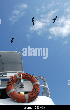 Herrliche Frigatebirds (Fregata magnificens) fliegen über die touristischen Schiff The Liberty in der Nähe von Bartolome Insel, den Galapagos-Inseln. Stockfoto