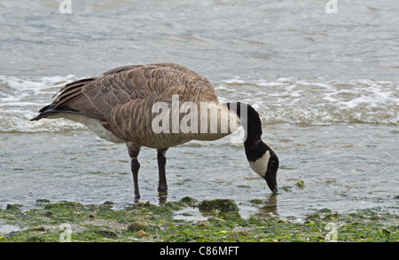 Enten ernähren sich von Seetang im Stanley Park, Vancouver Kanada Stockfoto