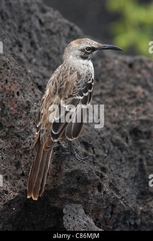 Hood Spottdrossel (Mimus Macdonaldi) am Bahia Gardner Strand auf der Insel Espanola, den Galapagos-Inseln. Stockfoto