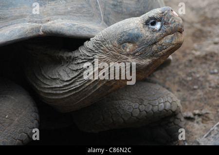 Cerro Paloma Riesenschildkröte (Chelonoidis Nigra) in Tortoise Breeding Centre auf Isabela Island, den Galapagos-Inseln. Stockfoto