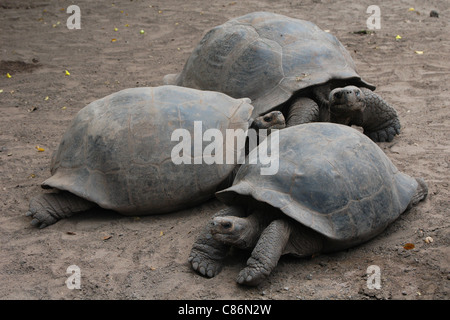 Cerro Paloma Riesenschildkröte (Chelonoidis Nigra) in Tortoise Breeding Centre auf Isabela Island, den Galapagos-Inseln. Stockfoto