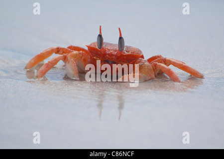 Galapagos Geisterkrabbe (Ocypode gaudichaudii) am Tortuga Bay Beach in der Nähe von Puerto Ayora auf der Insel Santa Cruz, den Galapagos. Stockfoto