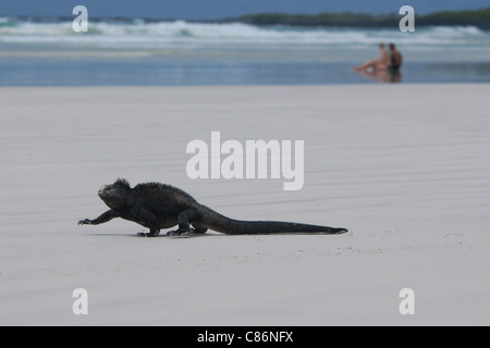 Marine Iguana (Amblyrhynchus Cristatus) an der Tortuga Bay Beach in der Nähe von Puerto Ayora auf der Insel Santa Cruz, den Galapagos-Inseln. Stockfoto