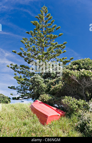 Kleine rote Ruderboot gestrandet auf grasbewachsenen Ufer durch Sträucher und Koniferen Baum am Mount Maunganui Nordinsel Neuseeland NZ Stockfoto