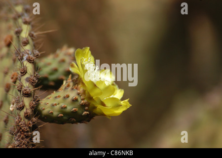 Blühende Galapagos Feigenkaktus (Opuntia Echios) auf North Seymour Island, den Galapagos-Inseln. Stockfoto