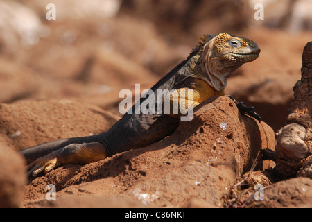 Galapagos Leguan (Conolophus Subcristatus) auf North Seymour Island, den Galapagos-Inseln landen. Stockfoto