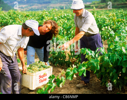 Arbeiter in den Weinbergen sammeln Trauben während der Erntezeit in der spanischen Region La Rioja Stockfoto