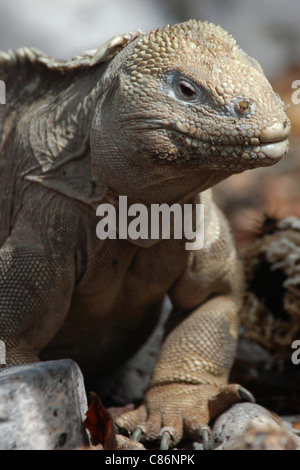 Barrington Land Iguana (Conolophus pallidus) auf der Insel Santa Fe, den Galapagos. Stockfoto