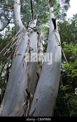 Eine große Eucaliptus Gum-Baum in Katikati Vogel Sanctuary Bay of Plenty Nordinsel Neuseeland NZ Stockfoto