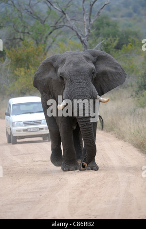 Afrikanischer Elefant (Loxodonta Africana Africana) Stockfoto
