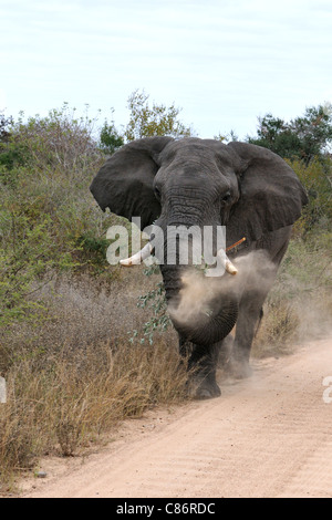 Afrikanischer Elefant (Loxodonta Africana Africana) Stockfoto