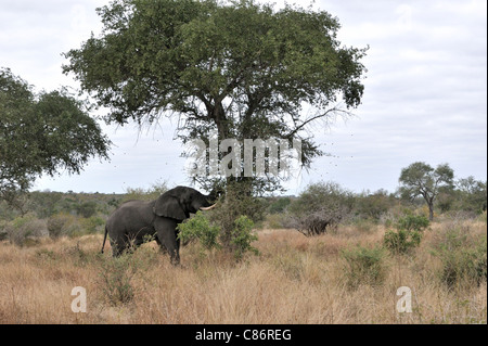 Afrikanischer Elefant (Loxodonta Africana Africana) Stockfoto