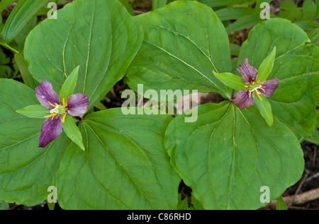 Western Wake Robin, Pacific Trillium oder Western White Trillium, Trillium ovatum Stockfoto