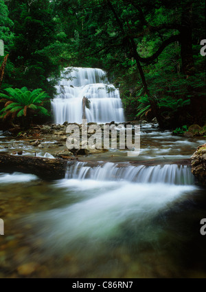 Liffey fällt State Reserve liegt im kühlen gemäßigten Regenwald an den Hängen des Great Western Tiers in Tasmanien Stockfoto