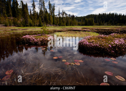 Westlichen Moor Laurel, Kalmia Microphylla auf Steinmännchen in Sparks Lake, auf c. 6000 ft, Kaskaden Berge, Oregon, USA Stockfoto