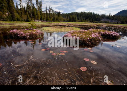 Westlichen Moor Laurel, Kalmia Microphylla auf Steinmännchen in Sparks Lake, auf c. 6000 ft, Kaskaden Berge, Oregon, USA Stockfoto