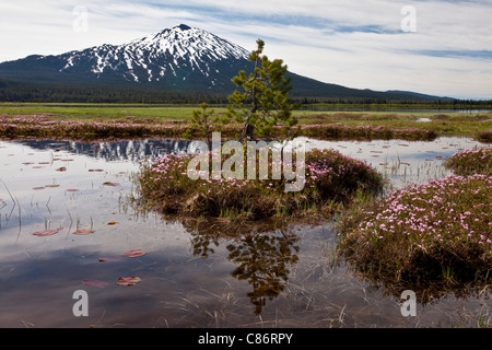 Westlichen Moor Laurel, Kalmia Microphylla auf Steinmännchen in Sparks Lake, auf c. 6000 ft, Kaskaden Berge, Oregon, USA Stockfoto