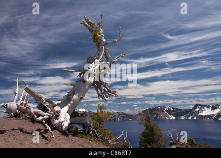 Alte weiße Rinde Pine, Pinus Albicaulis am Kraterrand auf ca. 2200m, Crater Lake Nationalpark, Oregon Stockfoto