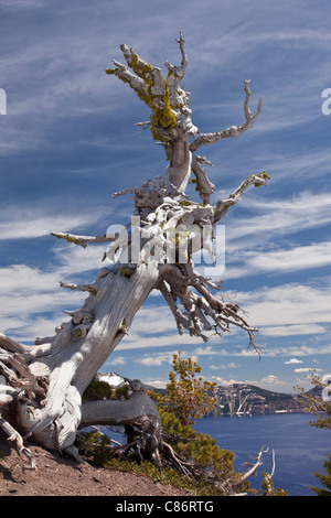 Alte weiße Rinde Pine, Pinus Albicaulis am Kraterrand auf ca. 2200m, Crater Lake Nationalpark, Oregon Stockfoto